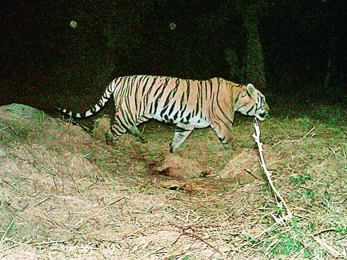 'Jayachand' repeated attacks on animals in Bhivapur area in Nagpur district | ‘जयचंद’चा भिवापूर परिसरातील जनावरांवर वारंवार हल्ला