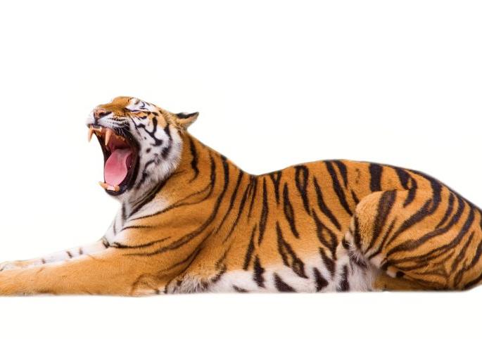 Tiger killed villager in Brahmapuri forest | ब्रह्मपुरीच्या जंगलात वाघाच्या हल्ल्यात गावकरी ठार Tiger killed villager in Brahmapuri forest | ब्रह्मपुरीच्या जंगलात वाघाच्या हल्ल्यात गावकरी ठार