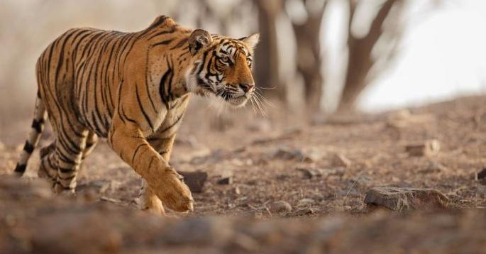 Tiger of Amravati district entered the forest of Madhya Pradesh | अमरावती जिल्ह्यातले वाघोबा मध्यप्रदेशच्या जंगलात शिरले