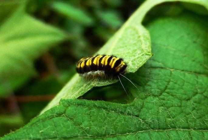 Attack of 'Nipus Scilantizer' on the forest area of Yavatmal district | यवतमाळ जिल्ह्यातील वनक्षेत्रावर ‘निपस स्केलटनायझर’चे आक्रमण Attack of 'Nipus Scilantizer' on the forest area of Yavatmal district | यवतमाळ जिल्ह्यातील वनक्षेत्रावर ‘निपस स्केलटनायझर’चे आक्रमण