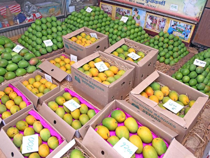 Devgad Hapoos Mango: Every day 5000 boxes will be sent to Vashi Market | देवगड हापूस आंबा : रोज ५ हजार पेट्या वाशी मार्केटला रवाना Devgad Hapoos Mango: Every day 5000 boxes will be sent to Vashi Market | देवगड हापूस आंबा : रोज ५ हजार पेट्या वाशी मार्केटला रवाना