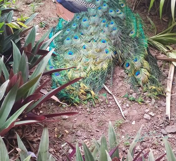 Peacock dies after hitting a tree at Shivaji University | शिवाजी विद्यापीठात झाडाला धडकून मोराचा मृत्यू Peacock dies after hitting a tree at Shivaji University | शिवाजी विद्यापीठात झाडाला धडकून मोराचा मृत्यू