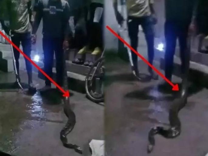 Seven feet long python in house there was chaos in village at two am night when woke up watch video | VIDEO : घरात सात फूट लांब अजगर, रात्री दोन वाजता झोप उघडली तर उडाला गोंधळ Seven feet long python in house there was chaos in village at two am night when woke up watch video | VIDEO : घरात सात फूट लांब अजगर, रात्री दोन वाजता झोप उघडली तर उडाला गोंधळ