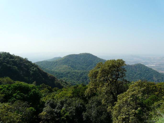 Bulldozer on 131 acre forest for 'Sun' pipeline; After the 'Aarey' there will be a big tree again | ‘सूर्या’च्या पाइपलाइनसाठी १३१ एकर वनावर बुलडोझर; 'आरे'नंतर पुन्हा मोठी वृक्षतोड होणार