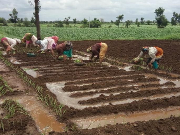 Decrease in cultivation of onions despite rains | पाऊस होऊनही कांदे लागवडीत घट