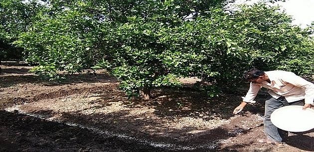 250 crore crop will be lost! Storm threatens orange growers | २५० कोटींच्या मृग बहराचे नुकसान होणार! तौक्ते वादळाने संत्राउत्पादकांना धोका 250 crore crop will be lost! Storm threatens orange growers | २५० कोटींच्या मृग बहराचे नुकसान होणार! तौक्ते वादळाने संत्राउत्पादकांना धोका