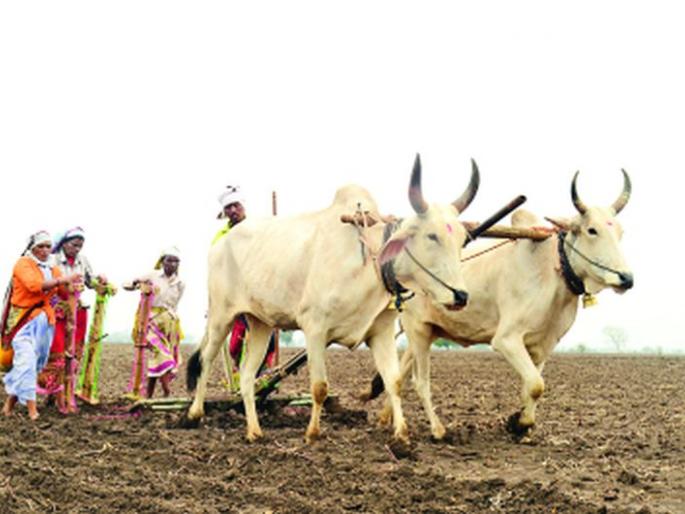 Nutrient status of sowing | पेरणीला पोषक स्थिती Nutrient status of sowing | पेरणीला पोषक स्थिती