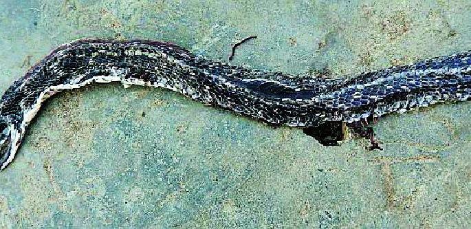 Very rare 'Egg Eater' found dead | अतिदुर्मीळ ‘एग इटर’ आढळला मृत Very rare 'Egg Eater' found dead | अतिदुर्मीळ ‘एग इटर’ आढळला मृत