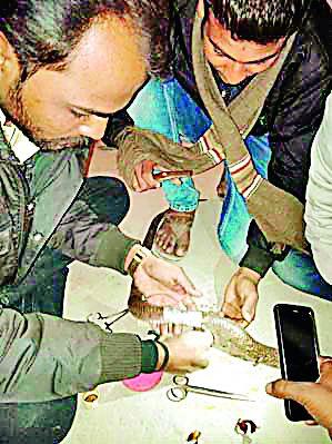 Lives in the Nagas wounded in the attack | मुंगसाच्या हल्ल्यात जखमी झालेल्या नागाला जीवदान