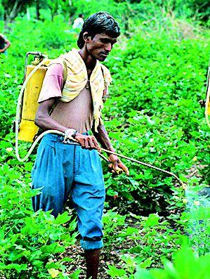 When the Pesticide Management Act changes? | कीटकनाशक व्यवस्थापन कायद्यात बदल केव्हा? When the Pesticide Management Act changes? | कीटकनाशक व्यवस्थापन कायद्यात बदल केव्हा?