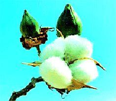 Loot of white gold; Merchant Fund | पांढऱ्या सोन्याची लूट; व्यापाऱ्याचा फंडा Loot of white gold; Merchant Fund | पांढऱ्या सोन्याची लूट; व्यापाऱ्याचा फंडा