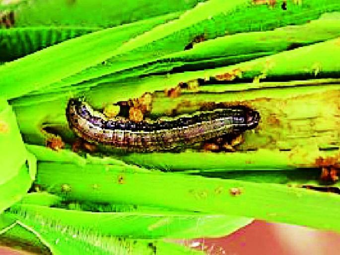 New military alley attack on cotton | कपाशीवर नवीन लष्करी अळीचा अटॅक New military alley attack on cotton | कपाशीवर नवीन लष्करी अळीचा अटॅक