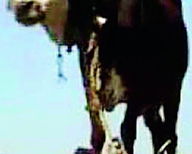 Fare Scarcity After January | जानेवारीपश्चात वैरण टंचाई Fare Scarcity After January | जानेवारीपश्चात वैरण टंचाई