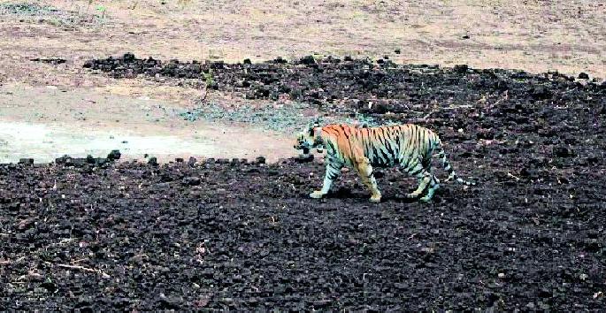 Terror of tiger in Melghat | मेळघाटात वाघीणची दहशत