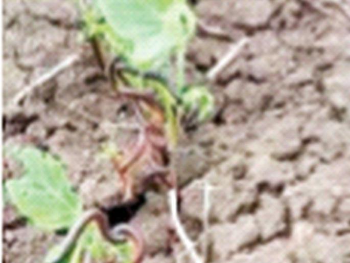 Weed attack on crops | पिकांवर खुरपडींचा हल्ला Weed attack on crops | पिकांवर खुरपडींचा हल्ला