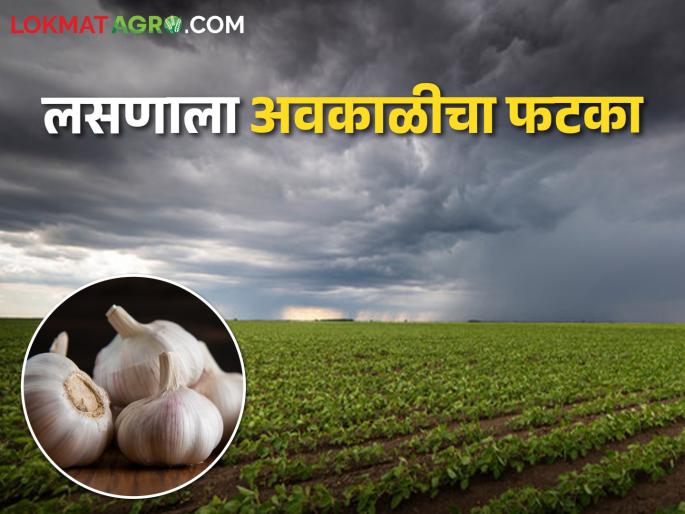 Garlic has been hit by bad weather, prices have become like this in the market | लसणाला अवकाळीचा फटका, बाजारात अशा झाल्या किमती Garlic has been hit by bad weather, prices have become like this in the market | लसणाला अवकाळीचा फटका, बाजारात अशा झाल्या किमती