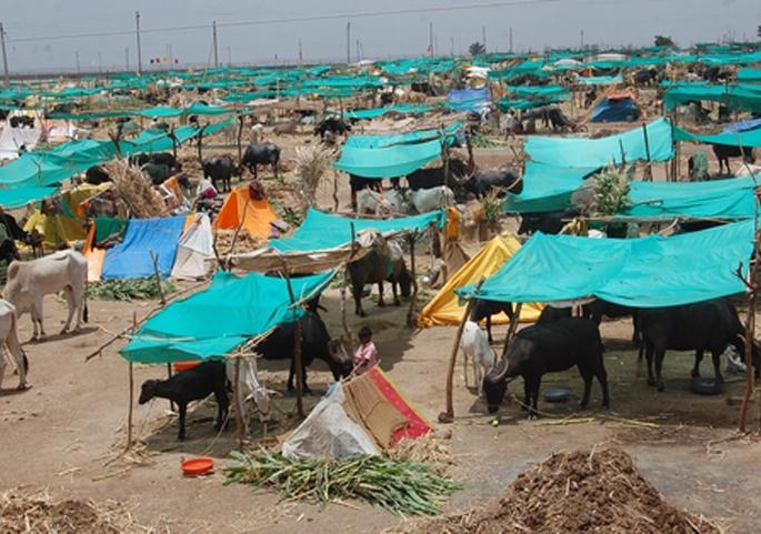 Fodder scam; Asked for information of the organizations | चारा छावणीत घोटाळा; संस्थांची माहिती मागवली Fodder scam; Asked for information of the organizations | चारा छावणीत घोटाळा; संस्थांची माहिती मागवली