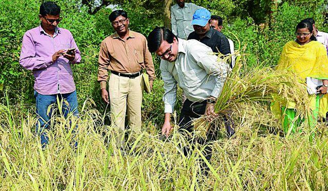 Collector collects paddy fields | जिल्हाधिकाऱ्यांनी केली धान कापणी