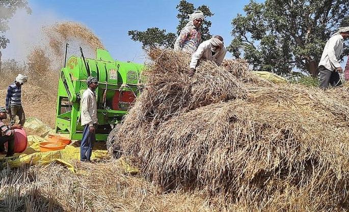 Paddy growers in Bhandara district in crisis due to nature's curvature | निसर्गाच्या वक्रदृष्टीने भंडारा जिल्ह्यातील धान उत्पादक संकटात Paddy growers in Bhandara district in crisis due to nature's curvature | निसर्गाच्या वक्रदृष्टीने भंडारा जिल्ह्यातील धान उत्पादक संकटात