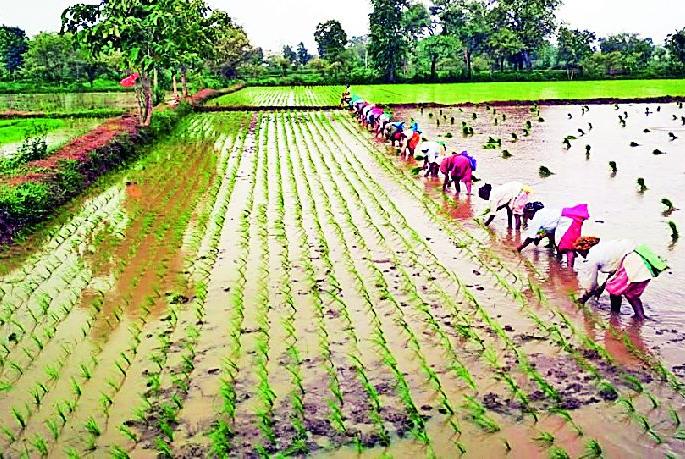 Heavy rains speed up paddy transplanting | दमदार पावसाने धान रोवणीला वेग
