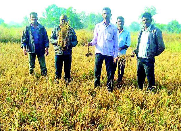 The demand for panchamamana of the rice paddy in Lohara area | लोहारा परिसरातील धानपिकाचे पंचनामे करण्याची मागणी The demand for panchamamana of the rice paddy in Lohara area | लोहारा परिसरातील धानपिकाचे पंचनामे करण्याची मागणी