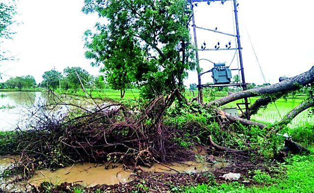 Electrically damaged tree | विद्युत रोहित्रावर कोसळले झाड Electrically damaged tree | विद्युत रोहित्रावर कोसळले झाड