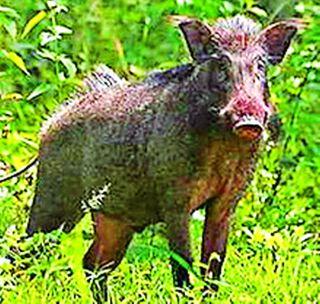 Eight farm workers injured in Randuq's attack | रानडुकराच्या हल्ल्यात आठ शेतमजूर जखमी Eight farm workers injured in Randuq's attack | रानडुकराच्या हल्ल्यात आठ शेतमजूर जखमी