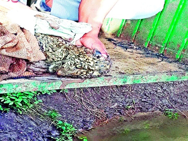 Nagapur gets a calf | नागापूरला बछडा ताब्यात Nagapur gets a calf | नागापूरला बछडा ताब्यात