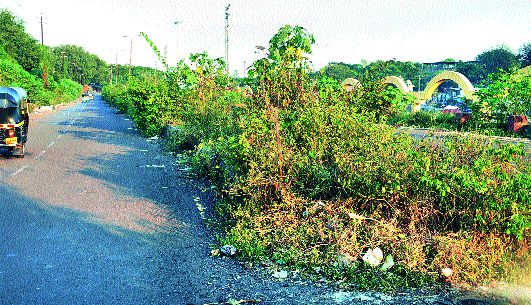 Pacea Bougainvillea's ... | पसारा बोगनवेलीचा... Pacea Bougainvillea's ... | पसारा बोगनवेलीचा...