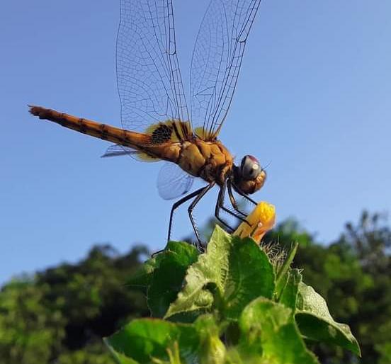 Monster flying in Bhandup; Clever, dragon fly | भांडुपमध्ये उडणारा राक्षस; चतुर, ड्रॅगन फ्लाय Monster flying in Bhandup; Clever, dragon fly | भांडुपमध्ये उडणारा राक्षस; चतुर, ड्रॅगन फ्लाय