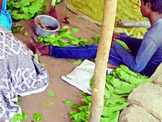 Start collecting tendu in Pisa village | पेसा गावात तेंदू संकलन सुरू करावे