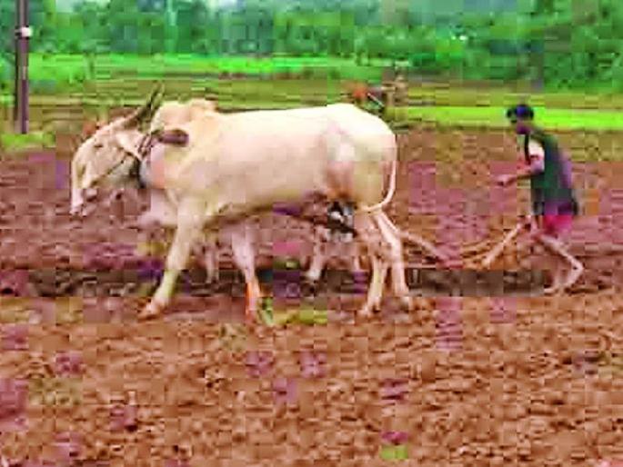 Due to decrease of livestock, the effect on paddy cultivation | पशुधन घटल्याने मशागतीवर परिणाम Due to decrease of livestock, the effect on paddy cultivation | पशुधन घटल्याने मशागतीवर परिणाम