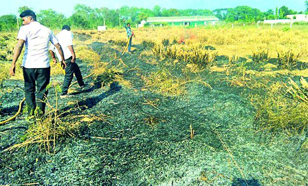 In the area of nine cattle in the area of Anandvan area, | आनंदवन परिसरातील नऊ एकरातील जनावरांचा चारा जळून खाक In the area of nine cattle in the area of Anandvan area, | आनंदवन परिसरातील नऊ एकरातील जनावरांचा चारा जळून खाक