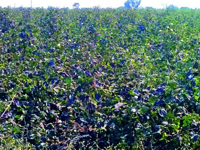 Dust of charcoal black gold has shaded | कोळशाच्या धुळीने पांढरे सोने काळवंडले