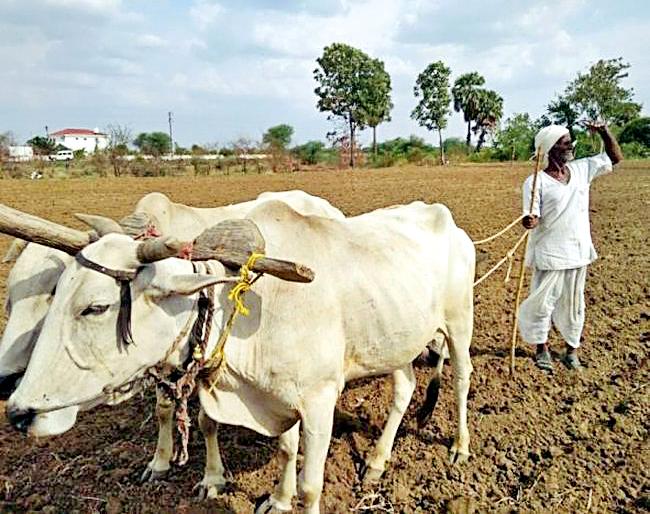 paavasaanae-vaadhavailai-saetakaoyaancai-caintaa | पावसाने वाढविली शेतकºयांची चिंता paavasaanae-vaadhavailai-saetakaoyaancai-caintaa | पावसाने वाढविली शेतकºयांची चिंता