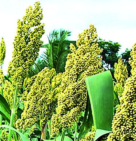 Hoora party due to the reduction of jowar has expired | ज्वारीचा पेरा घटल्याने हुरडा पार्टी झाली कालबाह्य Hoora party due to the reduction of jowar has expired | ज्वारीचा पेरा घटल्याने हुरडा पार्टी झाली कालबाह्य