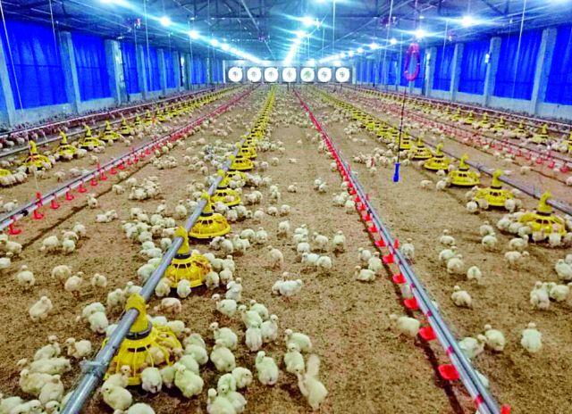 Farmer's automatic poultry farming | शेतकऱ्याचे स्वयंचलित कुक्कुट पालन Farmer's automatic poultry farming | शेतकऱ्याचे स्वयंचलित कुक्कुट पालन