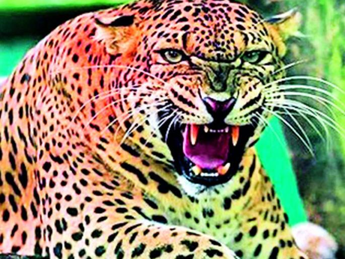 During the year, leopards killed five people | वर्षभरात बिबट्याने घेतला पाच जणांचा बळी During the year, leopards killed five people | वर्षभरात बिबट्याने घेतला पाच जणांचा बळी