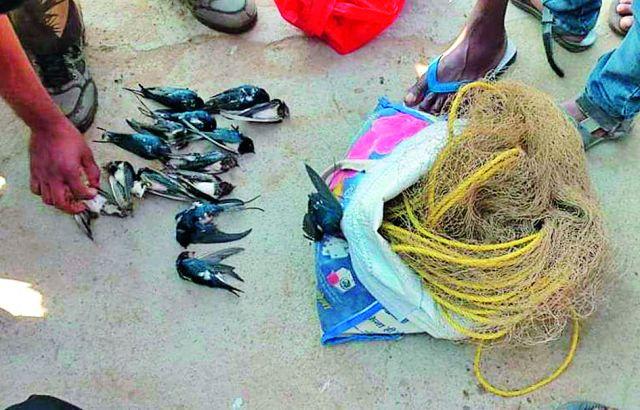 14 birds hunting at Chandrapur | चंद्रपुरात १४ पक्ष्यांची शिकार