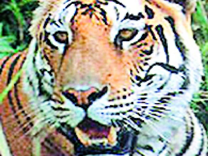 That 'mystery of the death of Tiger | त्या' वाघिणीच्या मृत्यूचे गूढ कायमच