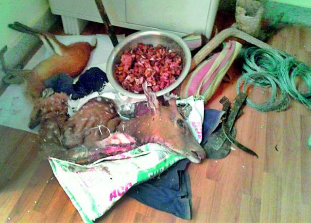 Five victims were arrested with chitala meat | चितळाच्या मांसासह पाच शिकाऱ्यांना अटक