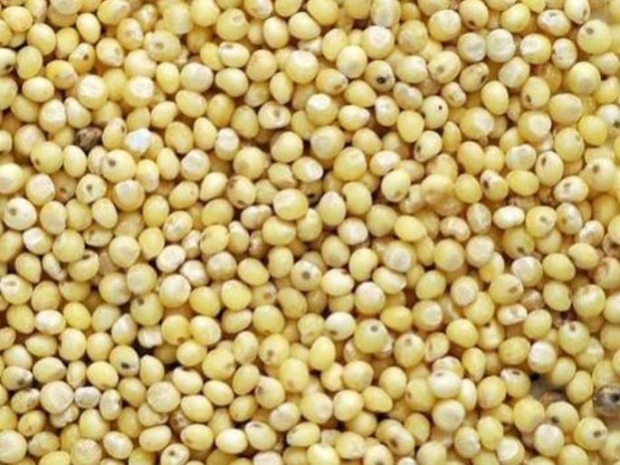 The purchase of 13 thousand quintals of mustard in Dhule district | धुळे जिल्हयात १३ हजार क्विंटल भरडधान्याची खरेदी The purchase of 13 thousand quintals of mustard in Dhule district | धुळे जिल्हयात १३ हजार क्विंटल भरडधान्याची खरेदी