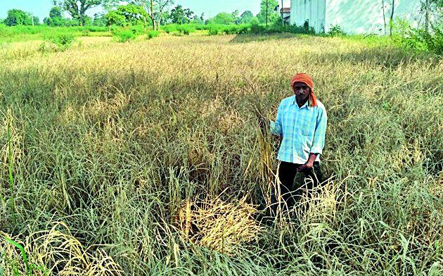 This will reduce the production of the product this year | यंदा धानाचे उत्पादन घटणार This will reduce the production of the product this year | यंदा धानाचे उत्पादन घटणार