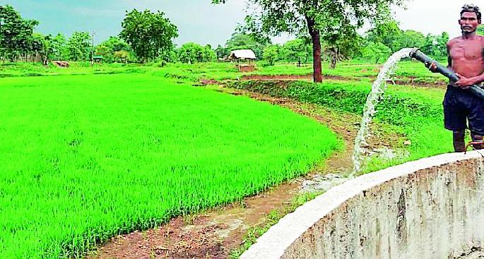 Struggling to save the grain | धान पऱ्हे वाचविण्यासाठी धडपड Struggling to save the grain | धान पऱ्हे वाचविण्यासाठी धडपड