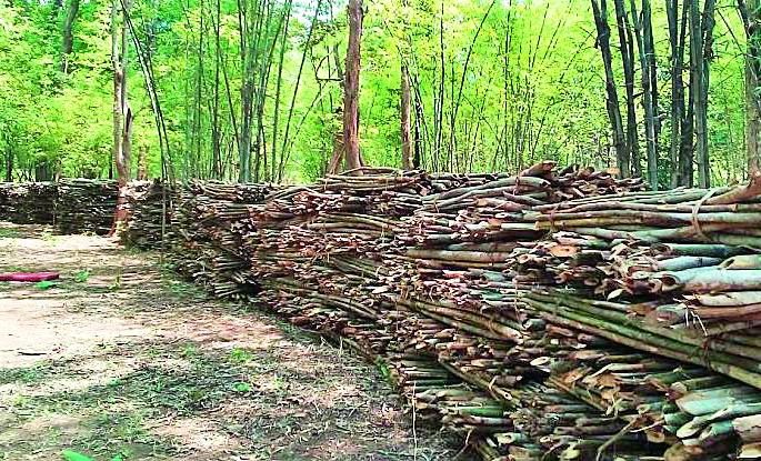  Gramsabh's bamboo straight company | ग्रामसभांचा बांबू थेट कंपनीला