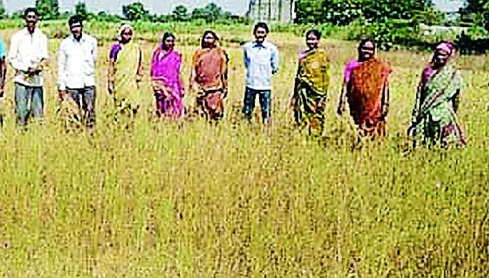 The crops of the Lohra area have cropped up | लोहारा भागातील धान पीक करपले The crops of the Lohra area have cropped up | लोहारा भागातील धान पीक करपले