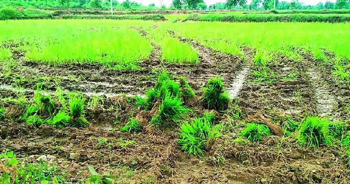 Due to lack of planting of paddy, the farm lands became dry | धानपिकाच्या रोवणीअभावी शेतजमिनी झाल्या कोरड्या