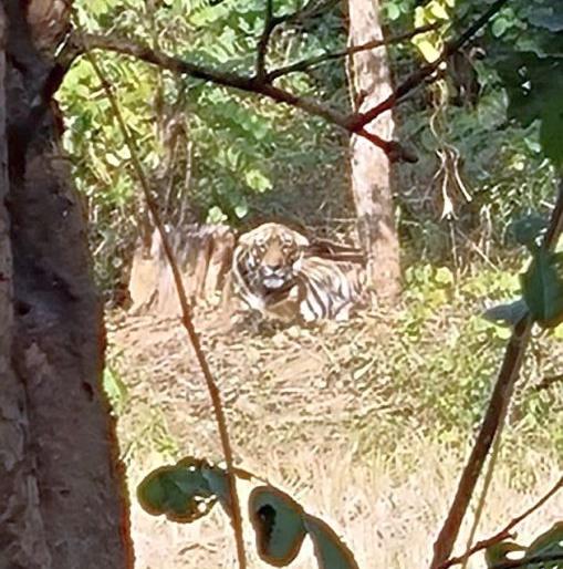A leopard caught in a trap set for hunting wild boar | रानडुकराच्या शिकारीसाठी लावलेल्या सापळ्यात अडकला पट्टेदार वाघ