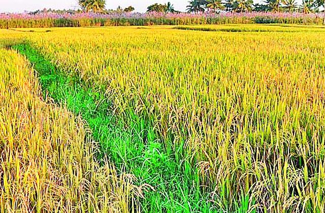 17 crore target of crop loan increased | १७ कोटींनी पीक कर्जाचे उद्दिष्ट वाढले 17 crore target of crop loan increased | १७ कोटींनी पीक कर्जाचे उद्दिष्ट वाढले