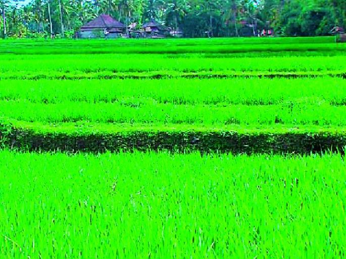 This year too, the rain fell short | यावर्षीही पाऊस कमीच पडला